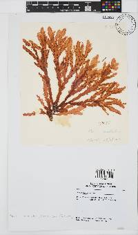Plocamium corallorhiza image