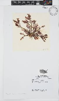 Plocamium cornutum image