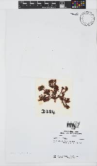 Plocamium rigidum image