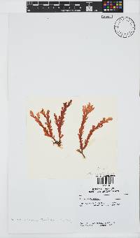 Plocamium corallorhiza image