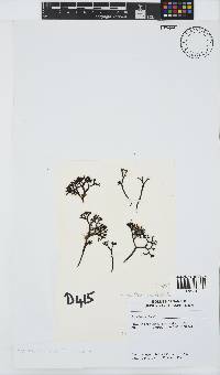 Sarcothalia scutellata image