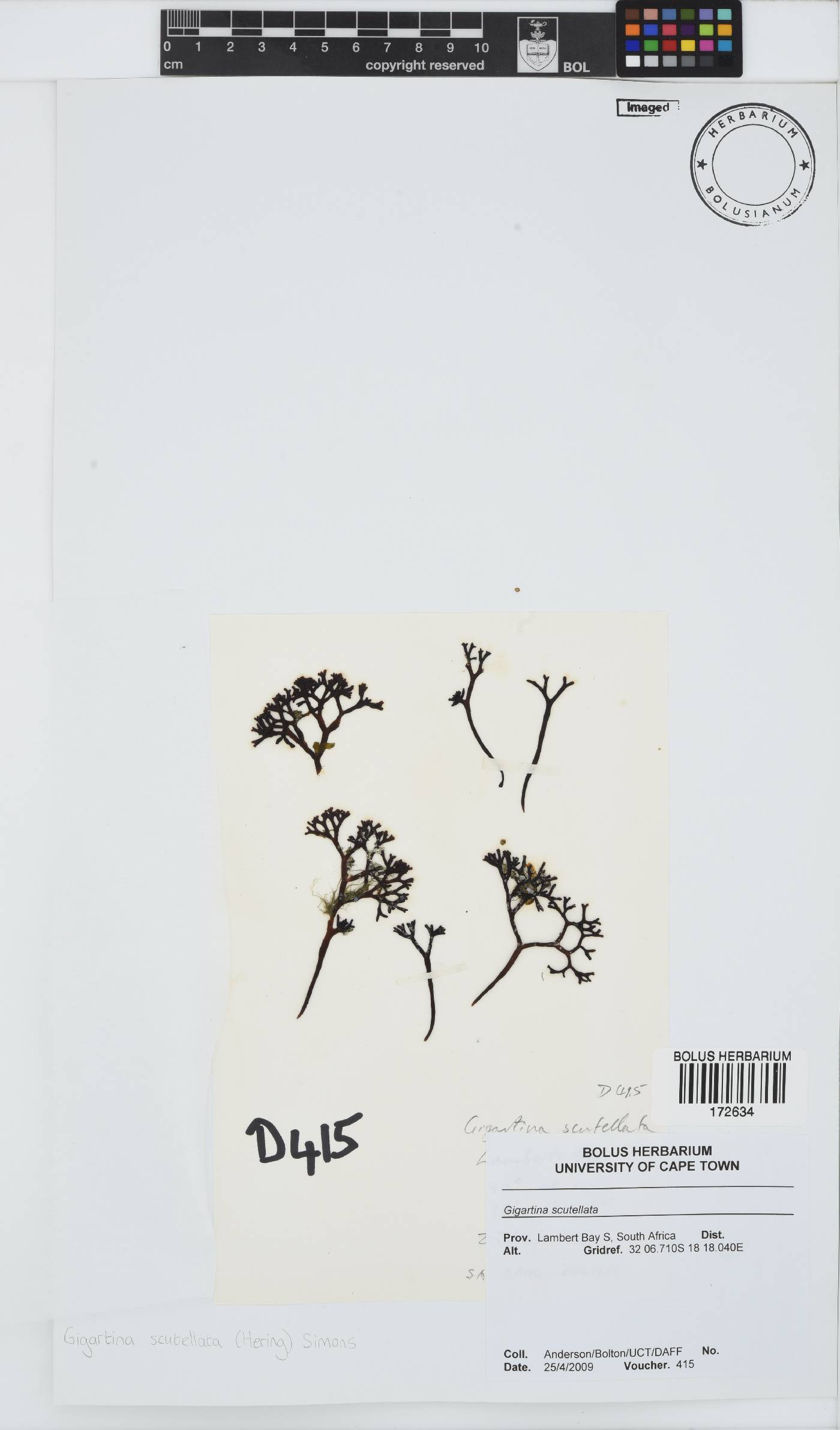 Sarcothalia scutellata image