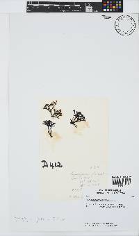 Ahnfeltiopsis glomerata image