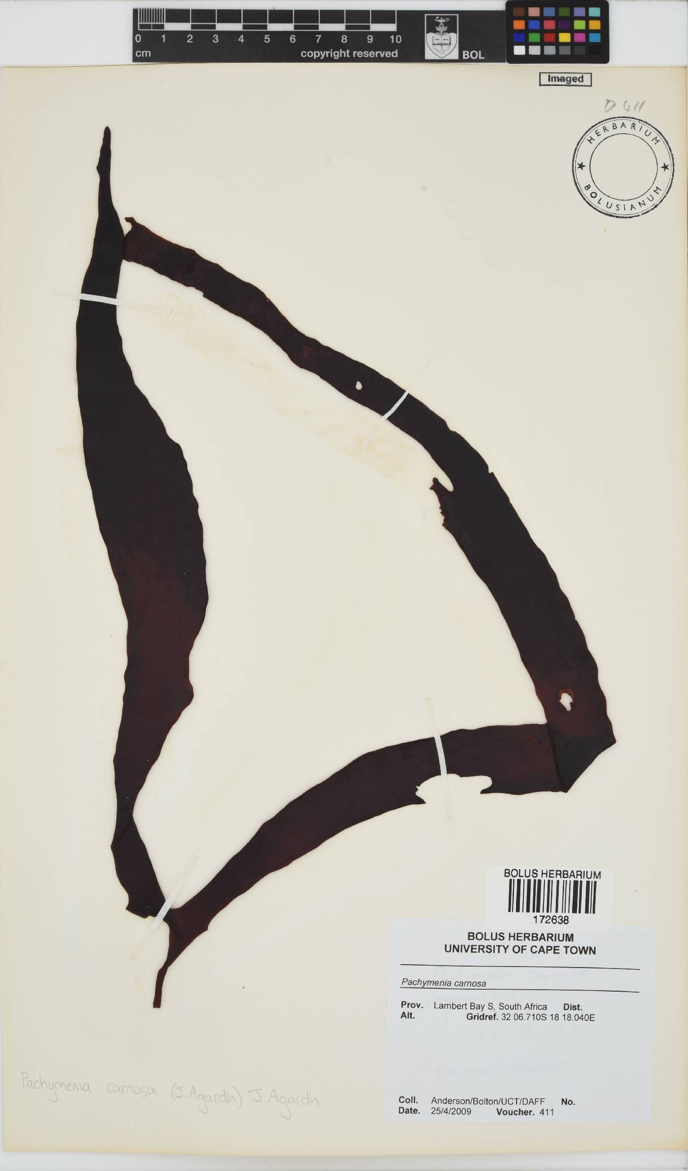 Pachymenia carnosa image