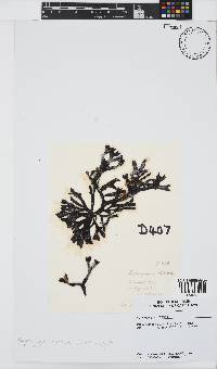 Gymnogongrus dilatatus image