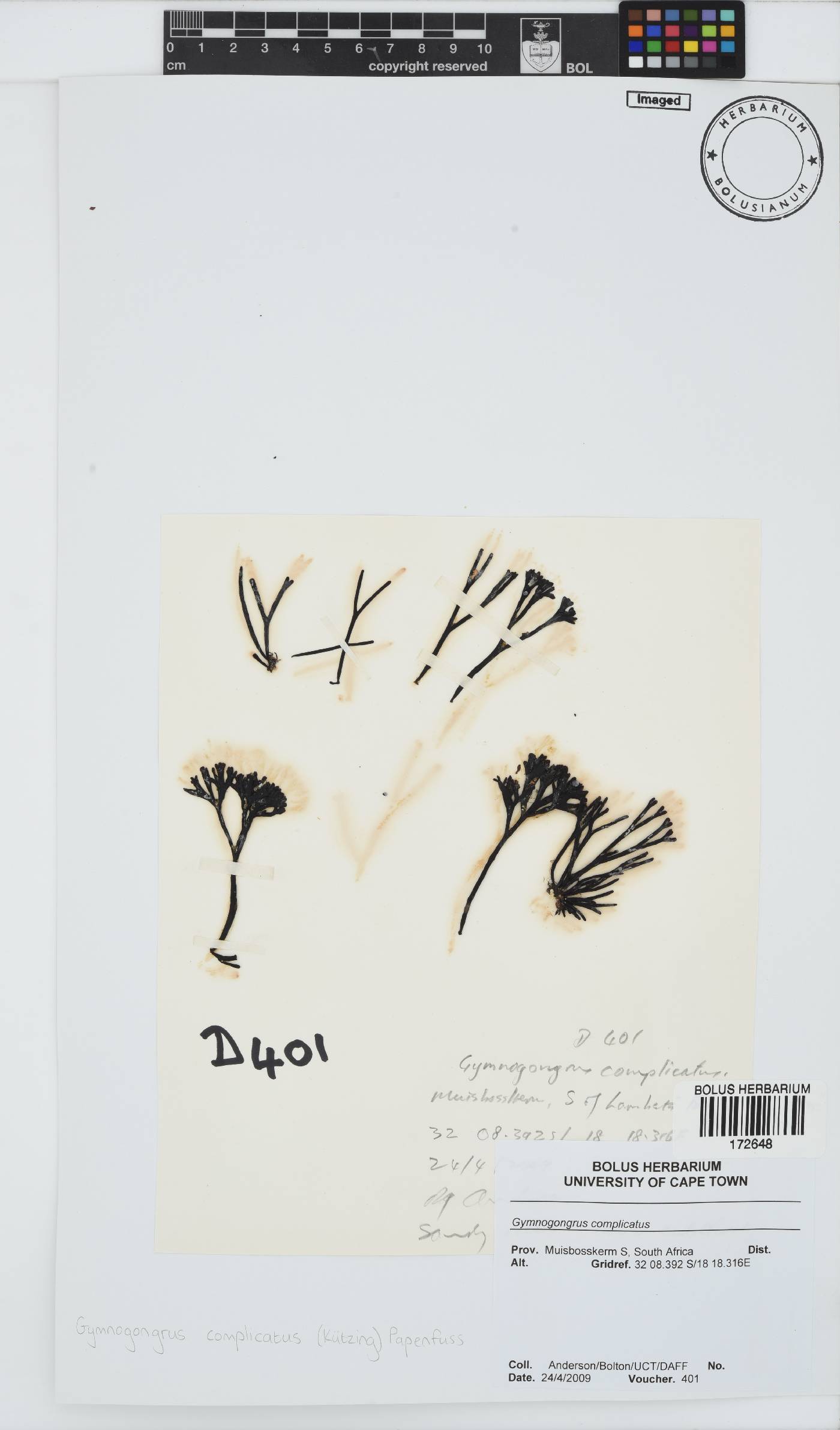 Ahnfeltiopsis complicata image