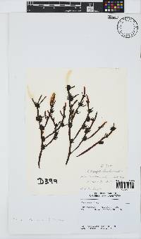 Champia lumbricalis image