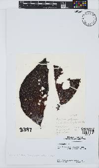 Gigartina polycarpa image