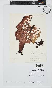 Mazzaella capensis image