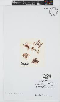 Rhodymenia natalensis image
