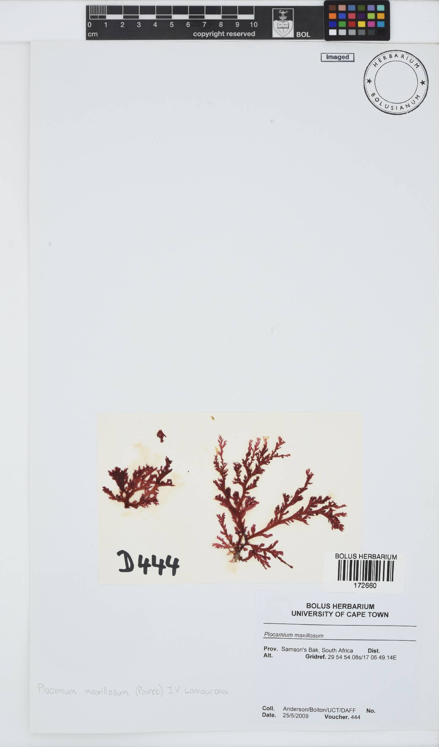 Plocamium maxillosum image