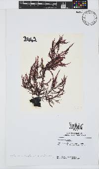 Carpoblepharis flaccida image