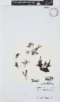 Carpoblepharis minima image