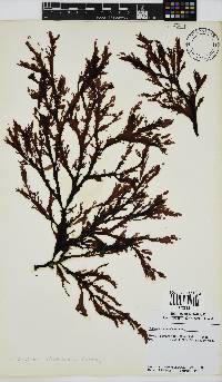 Neuroglossum binderianum image