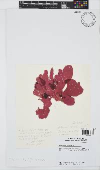 Austrokallymenia schizophylla image