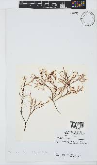 Trematocarpus fragilis image