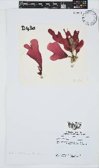 Rhodymenia obtusa image
