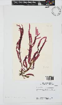 Gelidium vittatum image