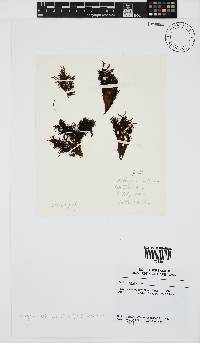 Nothogenia erinacea image