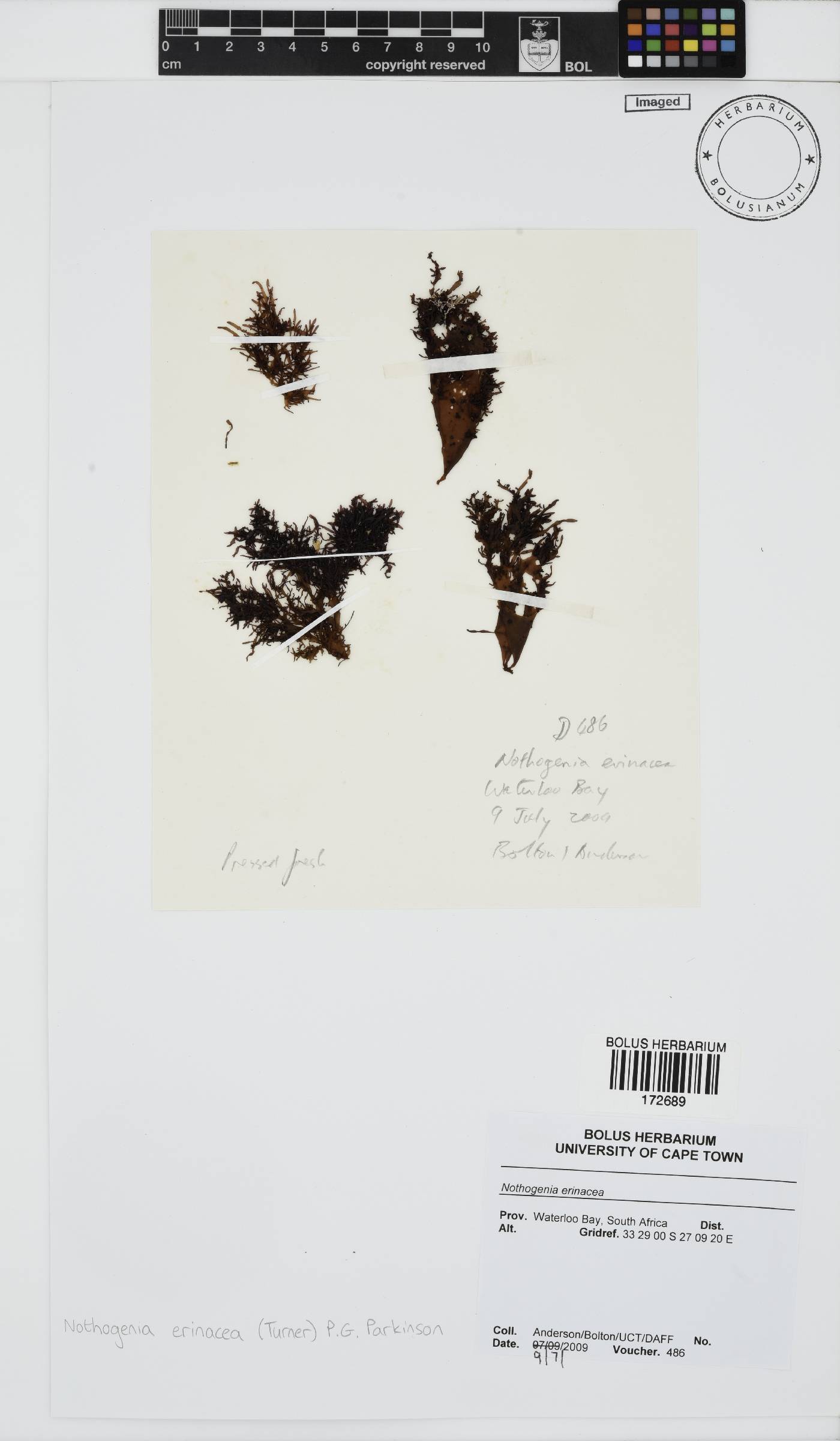 Nothogenia erinacea image
