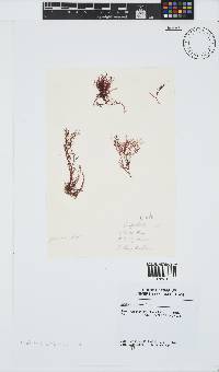 Griffithsia confervoides image