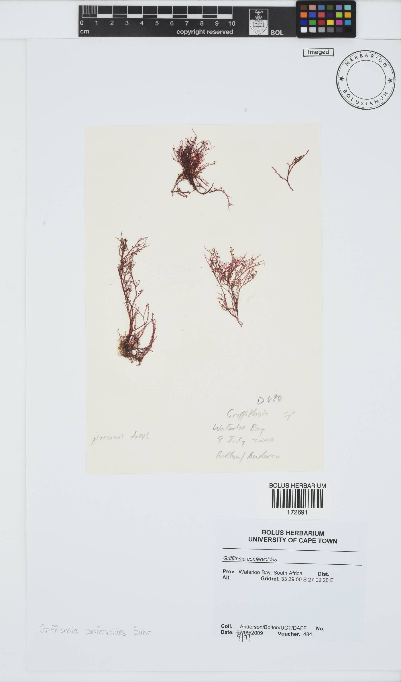 Griffithsia image