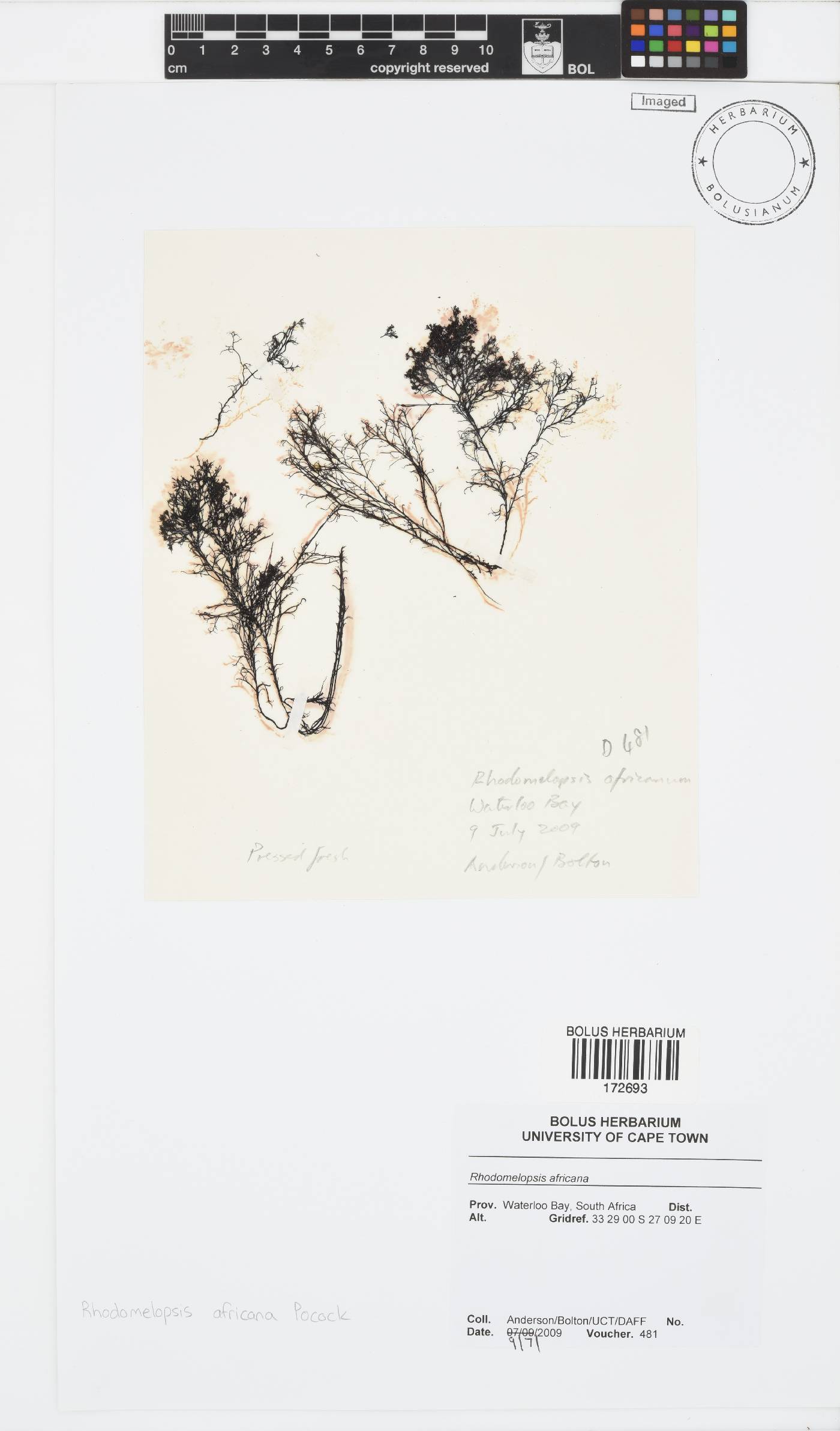 Rhodomelopsis image