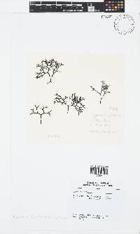 Gigartina pistillata image
