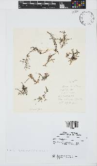 Laurencia obtusa image