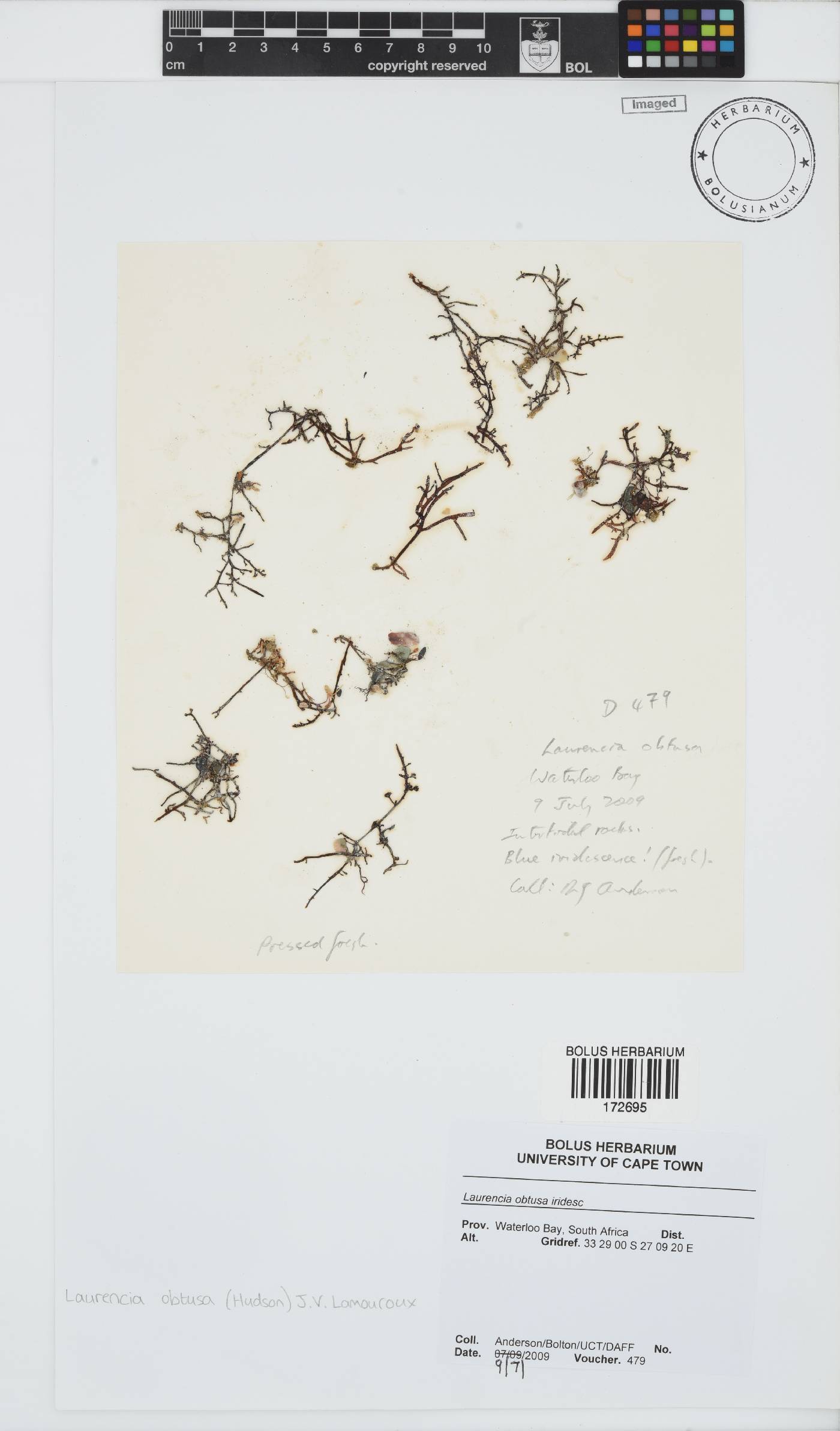 Laurencia obtusa image