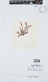 Scinaia salicornioides image