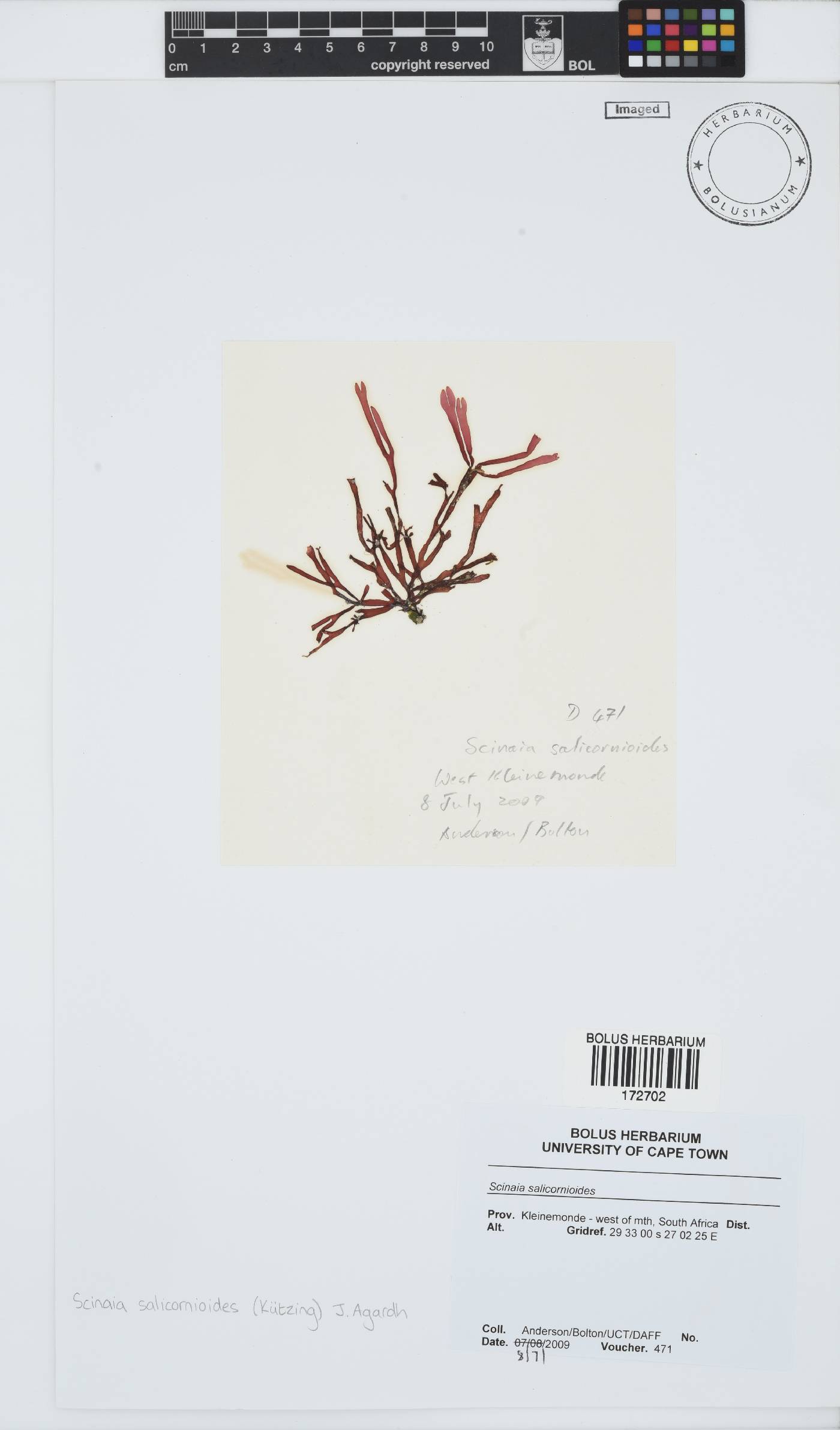 Scinaia salicornioides image
