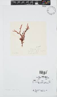 Plocamium suhrii image