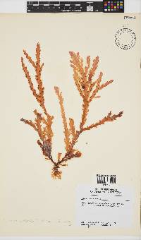 Plocamium corallorhiza image
