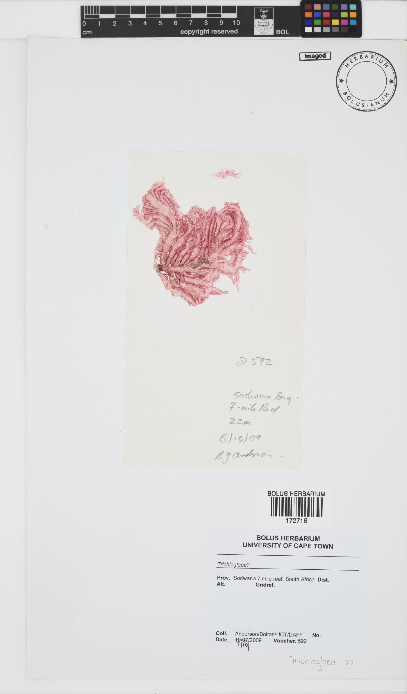 Trichogloea image