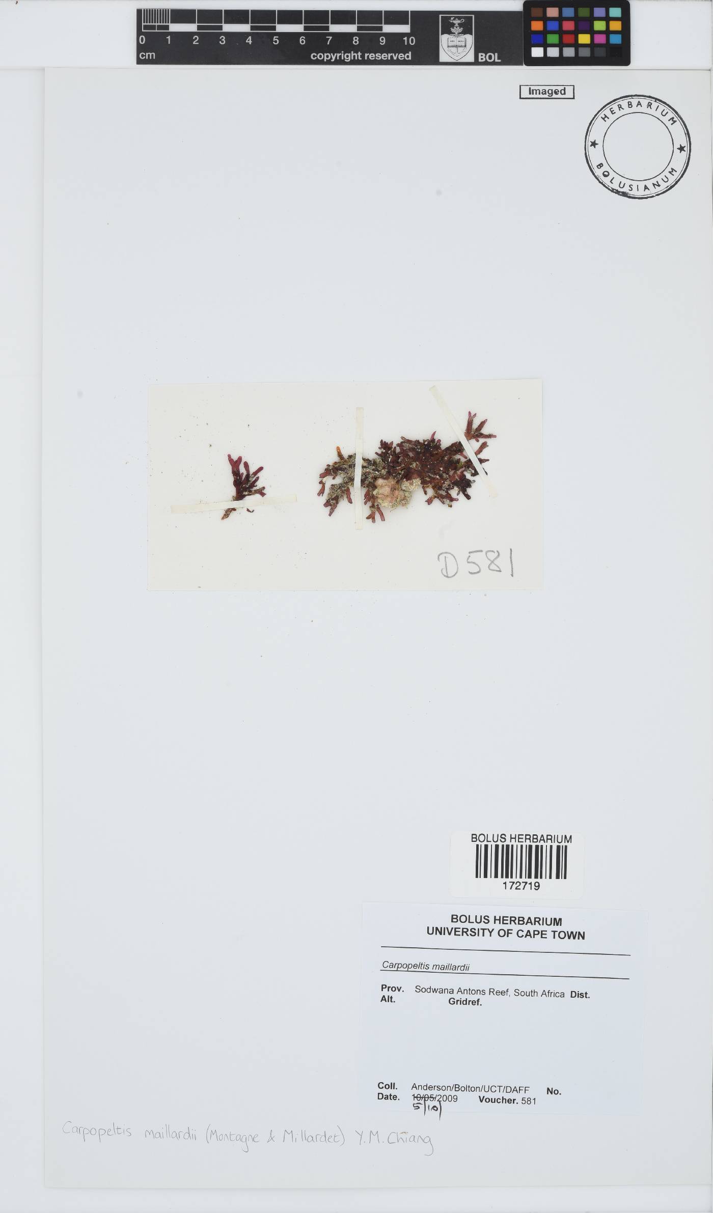 Yonagunia maillardii image