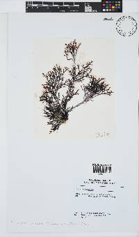 Kentrophora natalensis image