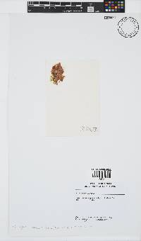 Image of Drouetia coalescens