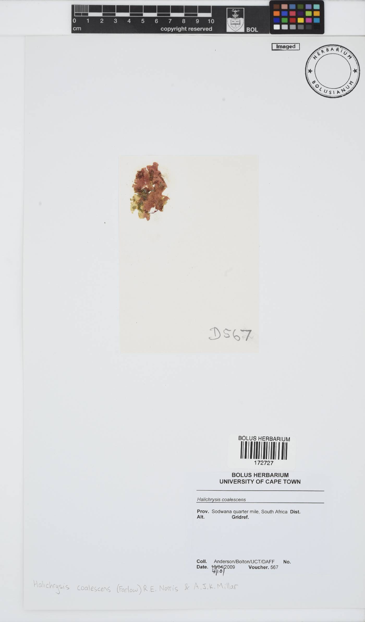 Drouetia coalescens image