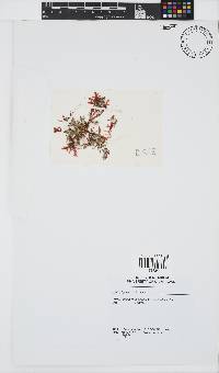 Callophycus condominius image