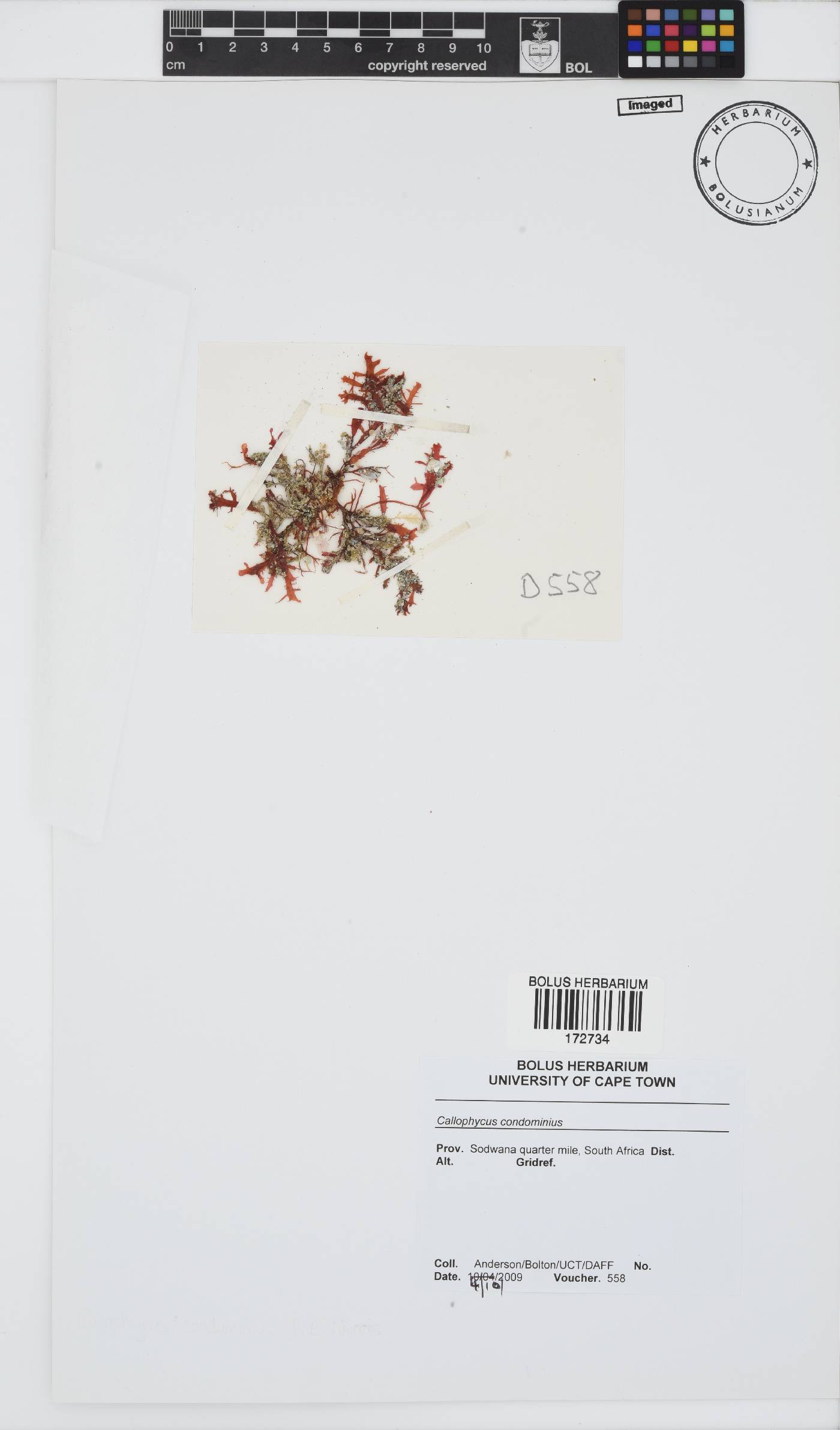 Callophycus condominius image