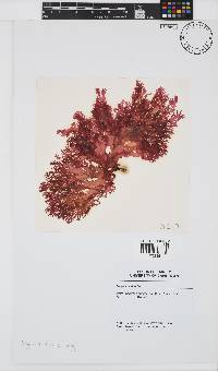 Image of Halymenia durvillei