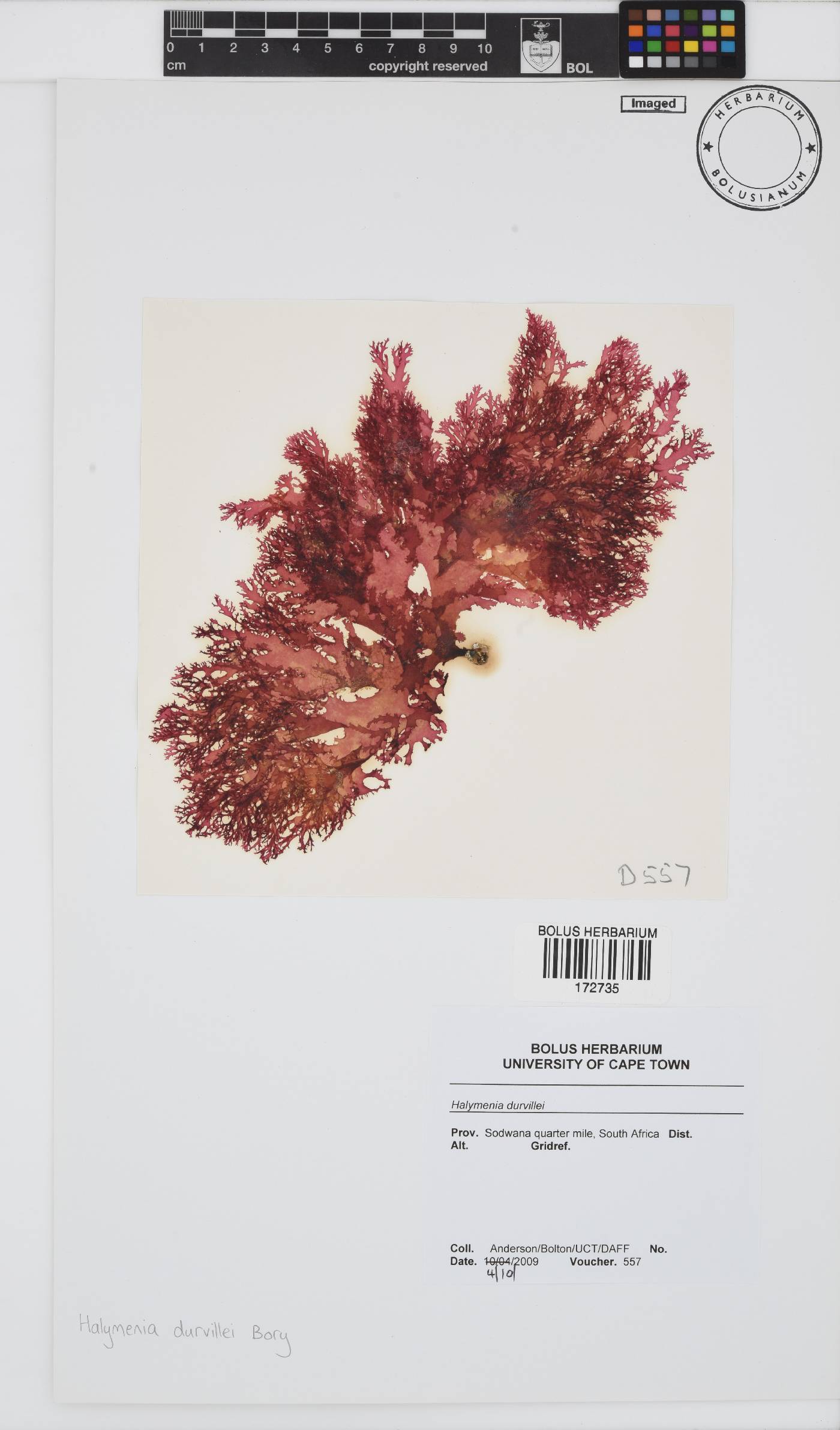Halymenia durvillei image