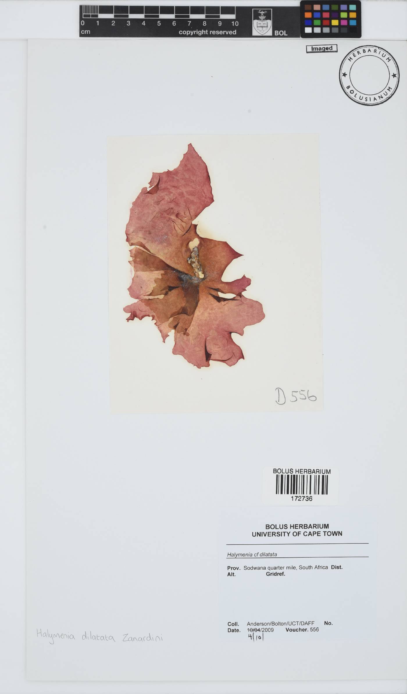Halymenia dilatata image