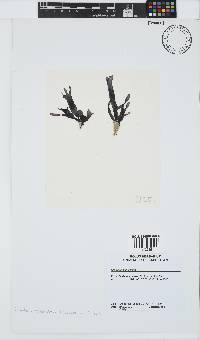 Gracilaria denticulata image