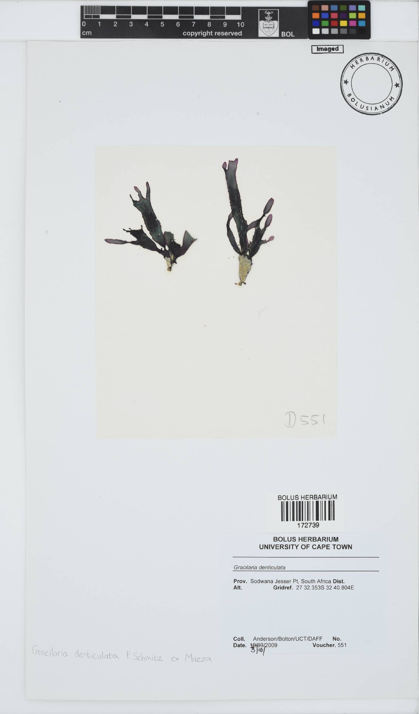 Gracilaria denticulata image