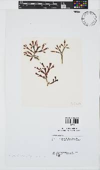 Gracilaria salicornia image