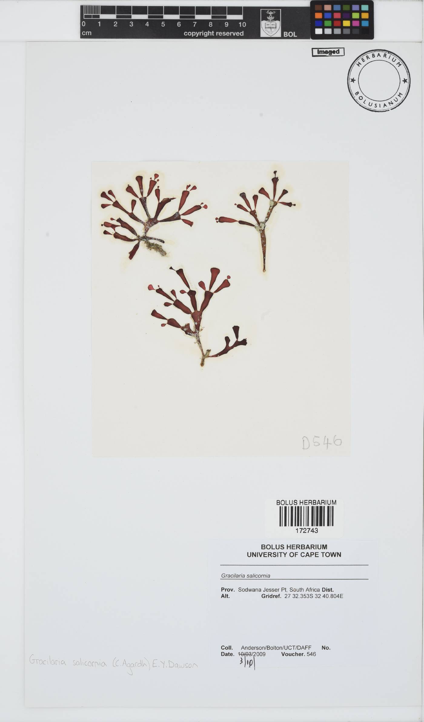 Gracilaria salicornia image
