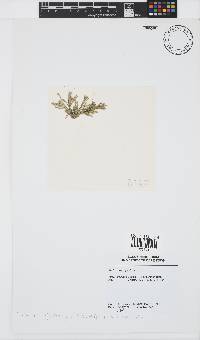 Tricleocarpa cylindrica image