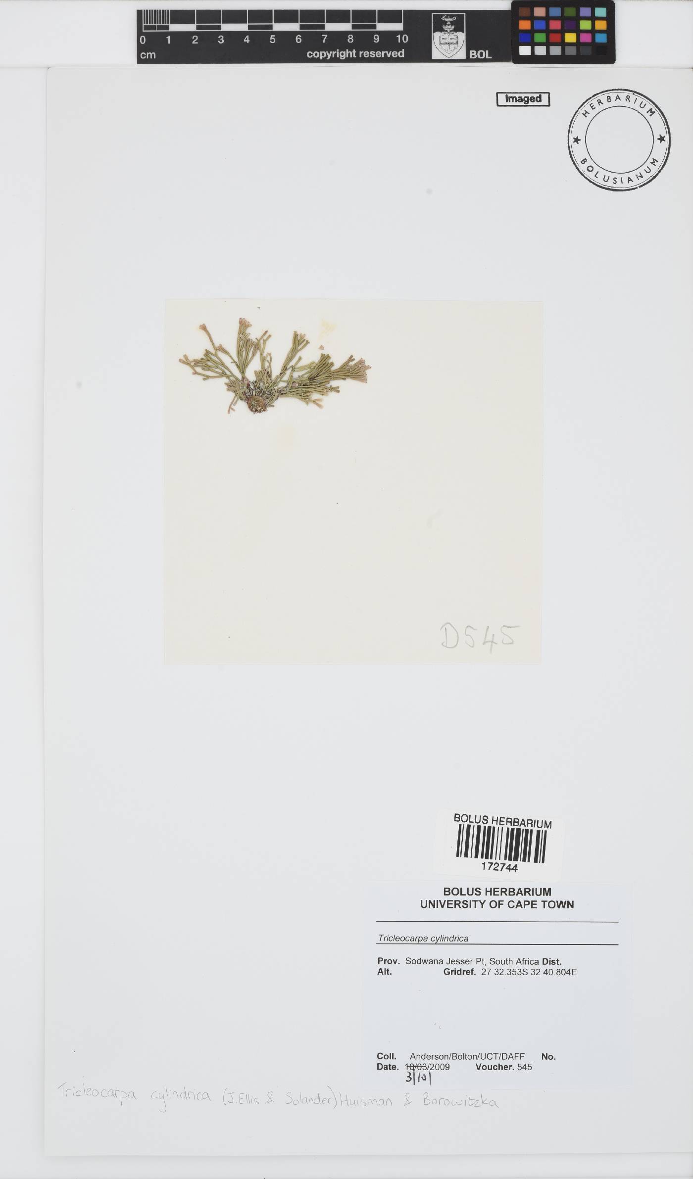 Tricleocarpa cylindrica image